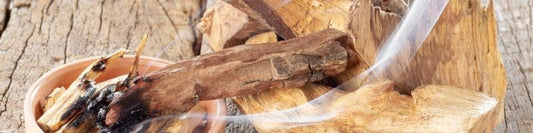 Palo Santo : guide complet sur l'arbre sacré, ses bienfaits et pratiques durables